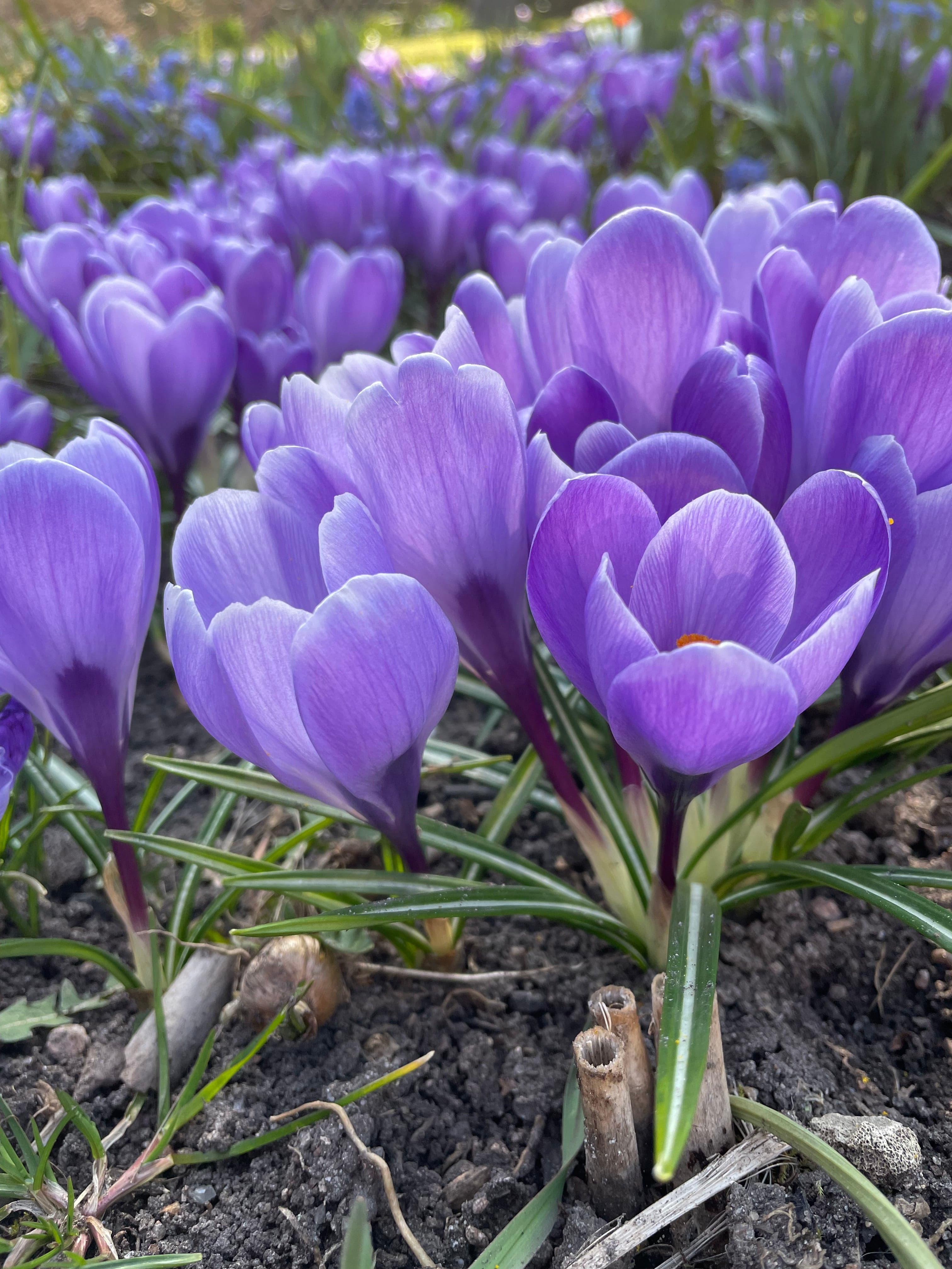 Krokus - alt om dyrkning og pasning af krokus